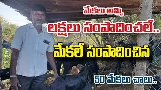 లక్షలు సంపాదించలే మేకలే సంపాదించిన|successful goat farming|by golden mucchatlu