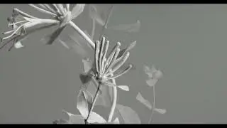 Flores pretiosi med Cecilia Levy p&aring; Tumba bruksmuseum