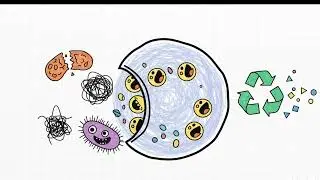 Physiologie - la cellule eucaryote (BTS di&eacute;t&eacute;tique 1&egrave;re ann&eacute;e)