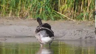 Greylag goose flapping its wings