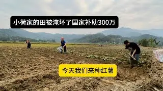 台风走后我们家的田地都被淹坏了 国家补助300万 还给我们土豆苗种