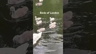 Birds of London #photography #birds #london