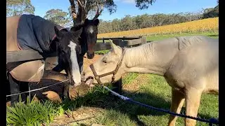 Picking up my new horse! (yearling)