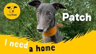 Patch the playful Greyhound | Dogs Trust Loughborough