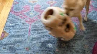 Log and squirrel dog toy