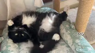 Cats on hot days. 暑い日の猫がこちらです