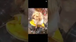 子猫ミルちゃん子犬ビビちゃん