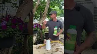 How To Properly Fertilize & Water Hanging Baskets