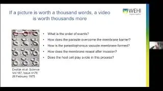 Kelly Rogers - Quantitative 4D microscopy; immunity, infection and cell death - Imaging ONEWORLD