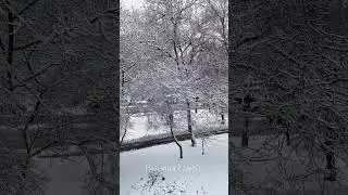 Разнообразие весны #spring #snow #flowers