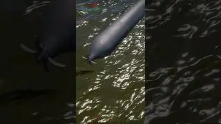 3 torpedos de acorazado Aleman alcanzan a lancha patrullera. No Real #naval #warthunder