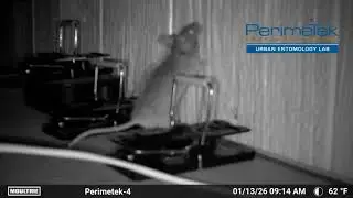 House Mouse investigating a snap trap