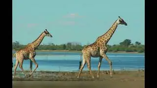 Animals That Never Cheat And Breastfeed|Giraffe|Inspiration Zone 88