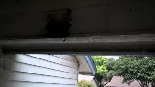 The Birds are Back!