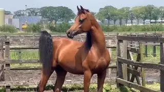 Gorgeous horse in color and face and coat and attitude
