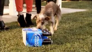 Bud Light Super Bowl Ad - Rescue Dog