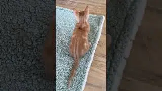Caramel Swirl Biscuit #shorts #kitten