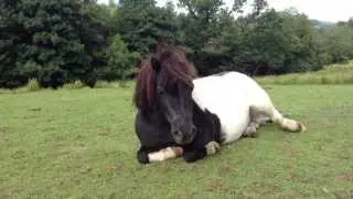 The cutest Shetland in the world.