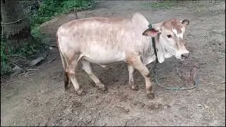 Beautiful Pungunuru calf sale 9542178733