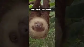 🦥Swimming Sloths!