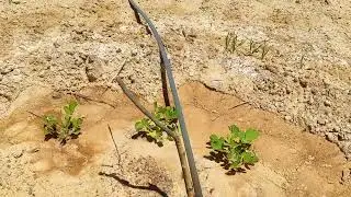 الواحات البحرية نجاح مزرعة المهندسين محمود و علاء في جلاكسي ٣ الفدان ب ٧٨٠٠ ج ت واتس ٠١٠١٢٠٨٨٨١٠