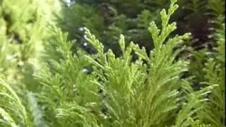 Cupressus - K&yacute;prusvi&eth;ur -  Gar&eth;tr&eacute;