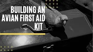 Setting up an Avian First Aid Kit