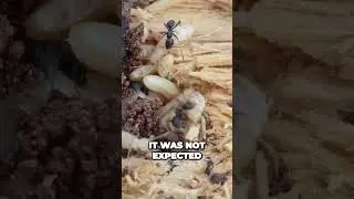 🐜🆚🦗 Epic Battle Unleashed: Ants vs Termites &ndash; Who Will Triumph? 🏆🔥👑