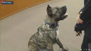 Ethan the dog honored with proclamation from Louisville Metro Council