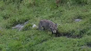 JUNGWOLF SURSELVA 2020