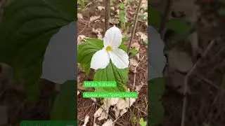 #flowers #spring #ontario #canada  #nature is #amazing ☀️🌳⭐️🌲♾️ #flowers 🦋 every moment counts❤️