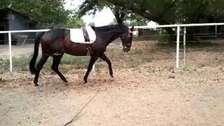 complete training surcingle (C.p.) on lunge line