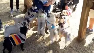 LA Pug MeetUp 01/16/2016