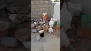 Fancy chicken farming on rooftop