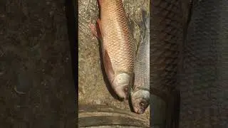 #fish #livefishcutting