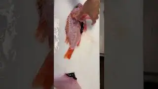 Black Belly Rosefish. Uncommon deep water delicacy here in South Florida. #fishcleaning #shorts