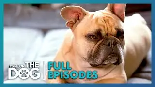 Vinnie & Arnie: Double Trouble | Season 1 Episode 5 | It's Me or the Dog UK (2021)