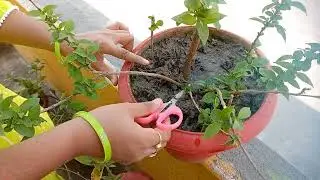 Perfect time to prune/ citting gori chori/yellow bell 🔔/ tecoma