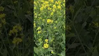 beautiful mustard field