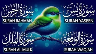 Beautiful Surah Yaseen (Yasin) | Surah Rahman | Surah Waqiah | Surah Mulk | Recited By Alaa Aqel