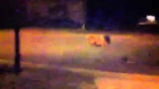 Hes No Ordinary Deer Stealer...