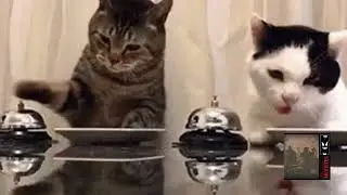 8.  Cats Snack - 89 Bpm