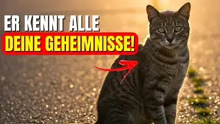 6 schockierende Dinge, die Ihre Katze über Sie weiß! Das wird Sie überraschen!