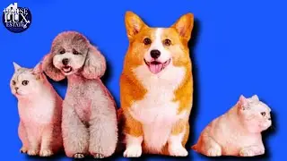 10 Dog Business Ideas
