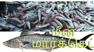 KATTUMAVADI FISH MARKET | மீன் மார்க்கெட் | PUDUKKOTTAI