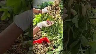 Traditional farming and satisfying peanut harvest results from simple care are very maximal #shorts