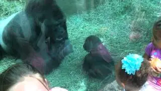 Baby gorilla attacks silverback
