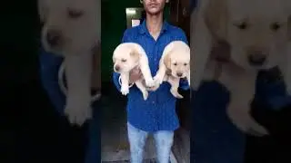 buy pets online india cash on delivery pet shop online @ 8307797664