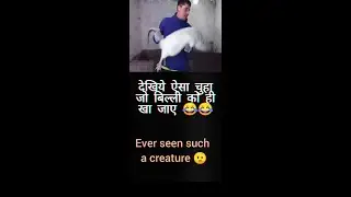 Itna bada chuha! Biggest rat ever😲 #shorts #pets #strange #viral