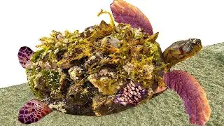 Rescue  Turtle Removing Barnacles From Poor  Turtle